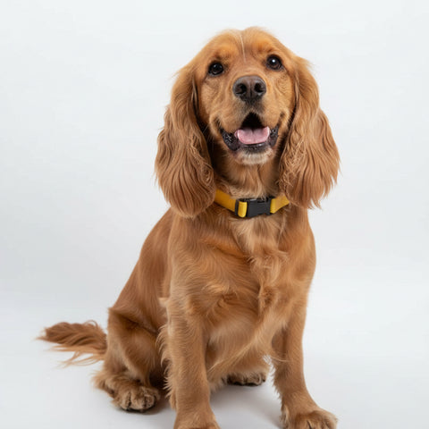 Collar magnético para perro amarillo